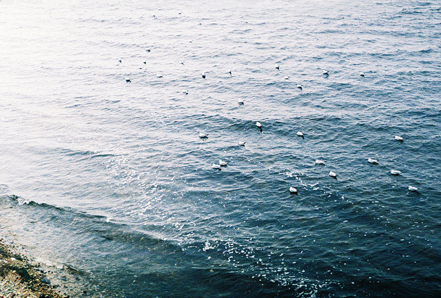 yet-so-naive:  emptieds:  No more will my green sea go turn a deeper blue by masha