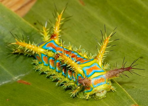 wtfevolution: “I really don’t want anyone to eat this wattle cup caterpillar.” &ld