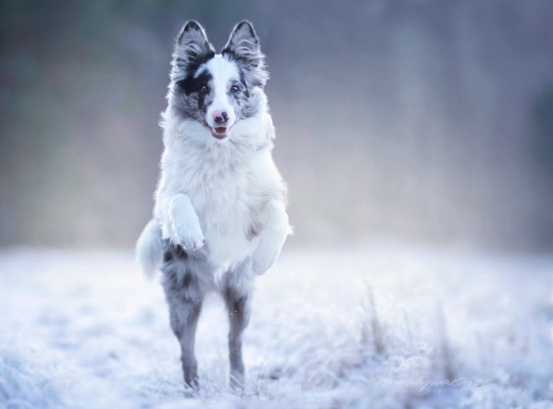 handsomedogs:Floey by racoonrampage 