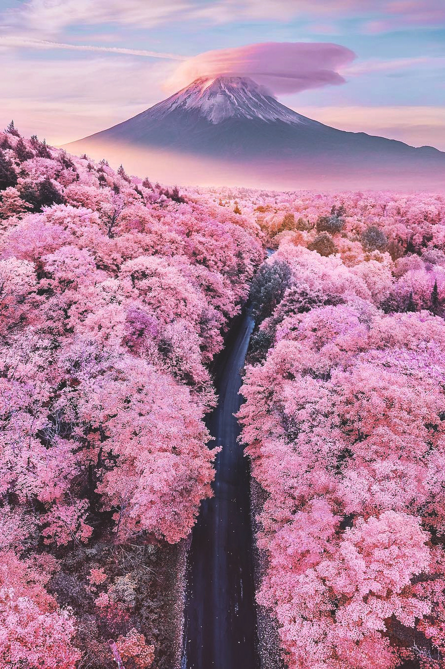 lsleofskye:  About pink endless | hobopeebaLocation: Fuji, Shizuoka, Japan