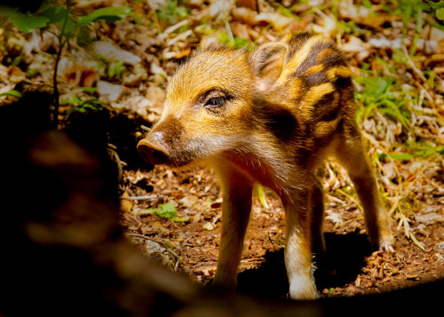 Deep in the forest by VB31Photo My nine year old kid and I were hiking in Montségur forest in Ariège