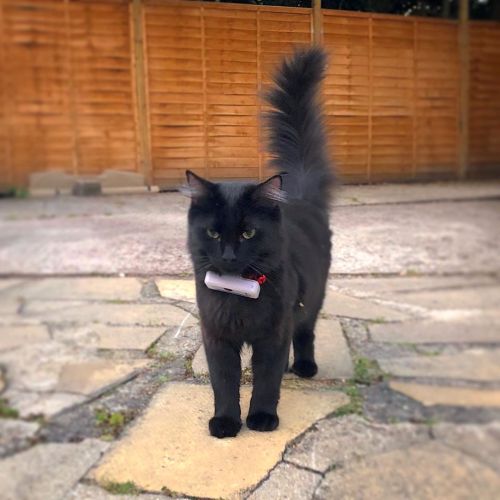 laughingsquid:Concerned Human Puts a GPS Tracker on His Adventurous Cat Who Went Missing Overnight