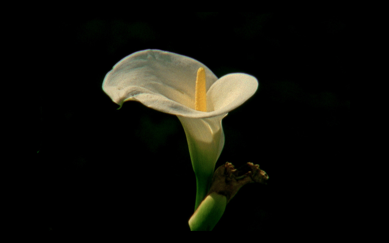 julianklincewicz: Calla Lily. 2017.