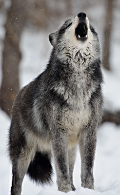 ethereo:  wolves-speedwell (by dfbphotos) 