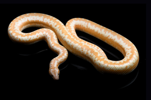 Astra (Limburg albino het snow rosy boa)