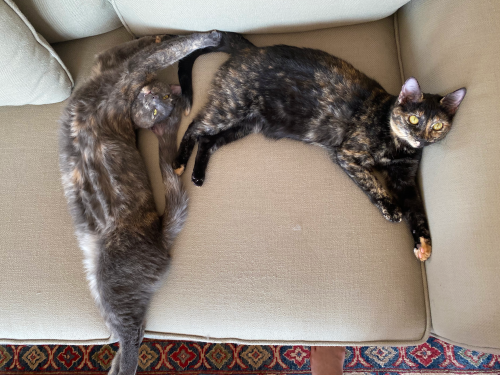 pangur-and-grim:the construction site kittens are 1 year old!