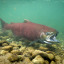 lordofallfish