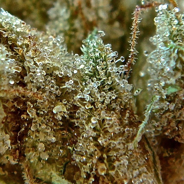 weedporndaily:  A lunch salad chalk full of trichomes😋💨💨 by @theherbalconosr