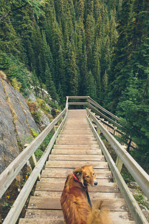 democratictravelers: Lake Louise, Banff, Alberta, Canada.