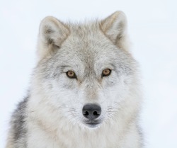 beautiful-wildlife:Winters Stare by Daniel Parent