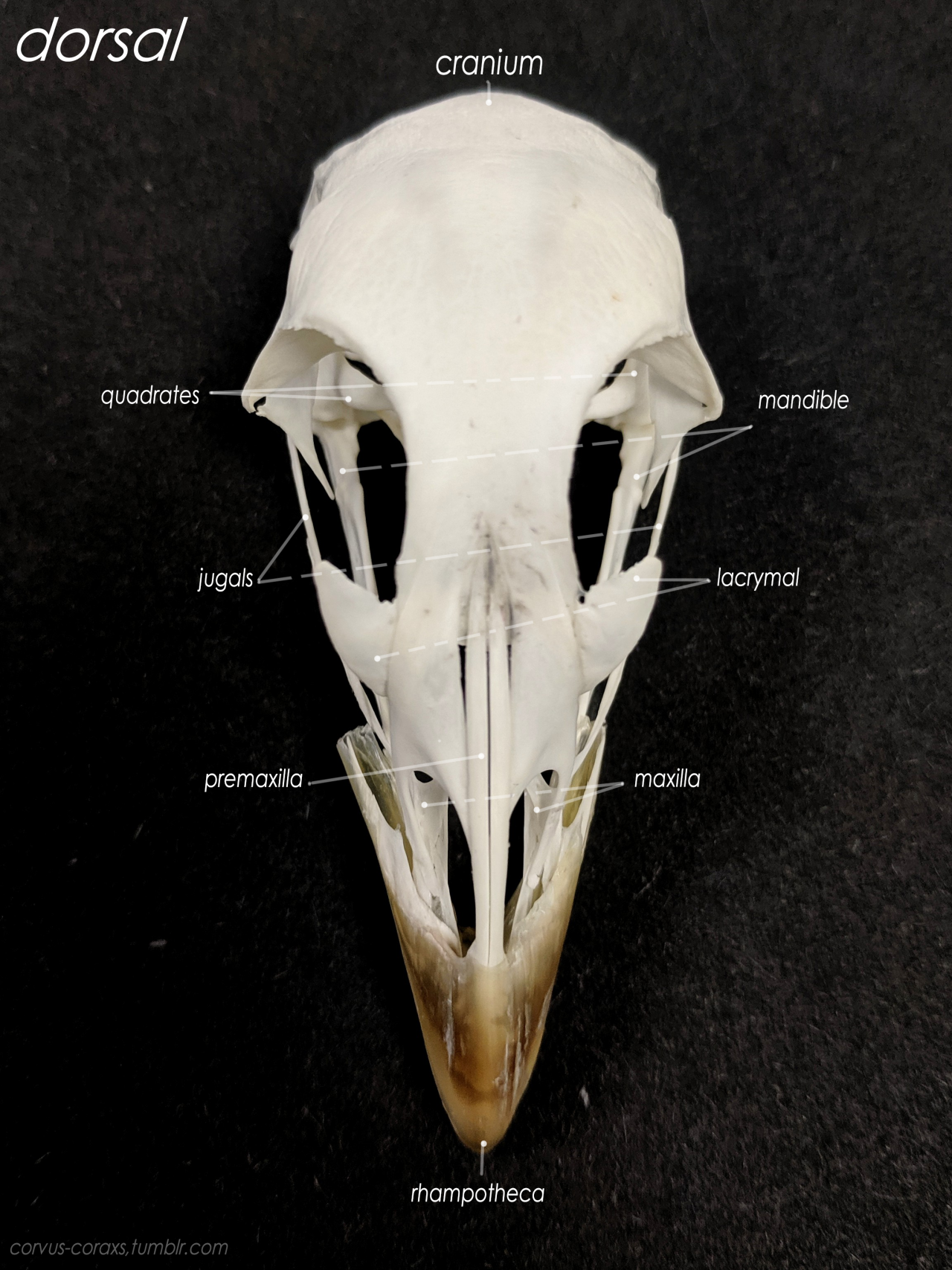 bird skull anatomy