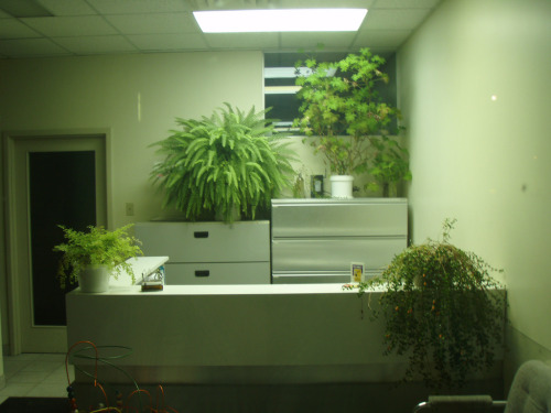 indoorplants