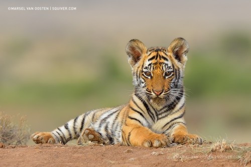 morethanphotography:
“Cutie Pie by MarselvanOosten
”