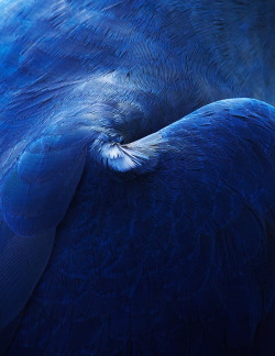 itscolossal:  Beautiful Abstract Bird Plumage Photographs by Thomas Lohr