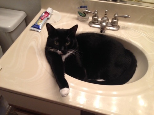 catsbeaversandducks:You Can’t Brush Your Teeth Because:(    ) you have no toothpaste(    ) you have 