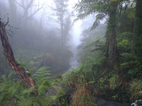 90377: Jurassic Fog by cheshycat on Flickr.