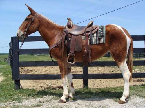 zooophagous: ainawgsd: Paint mules. The coats of mules come in the same varieties as those of horses