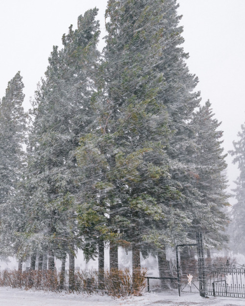 one last blast of winter. this week we had a legitimate blizzard roll through. I got out for an hour