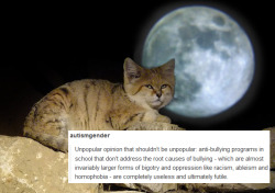 socialjusticefelines:  [photo // post]   [[ Image Description: A photo featuring a sand cat lying atop a rocky pile, against a night background, with a full moon, looking over towards the viewer with an apparent disapproving look, with a post on it by