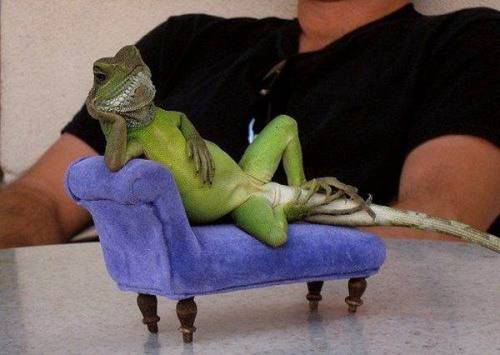 animal-factbook: The phrase “draw me like one of your french girls” was originally 