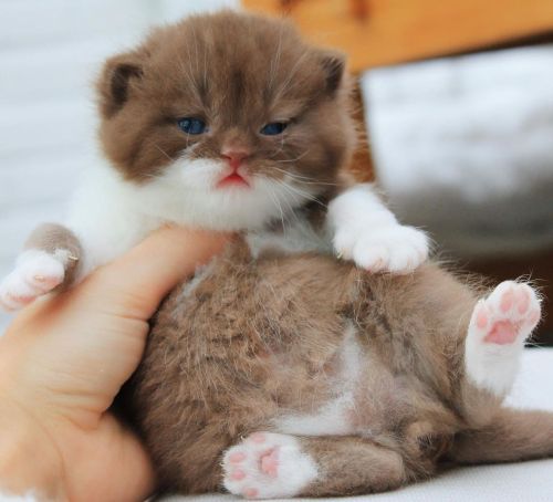 Cute British Shorthair Babies! :3@mostlycatsmostly, just look at them ^_^