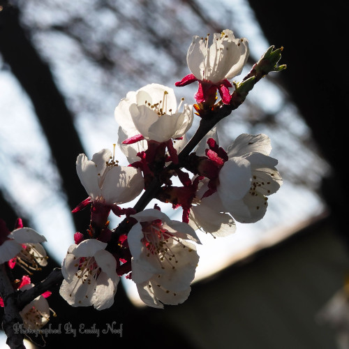 Apricot Blossoms!