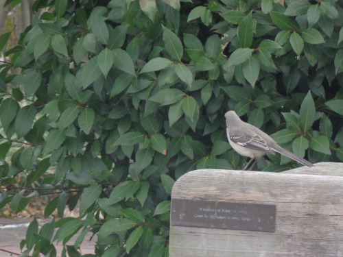 Northern mockingbirds at the National Arboretum in Washington D.C.