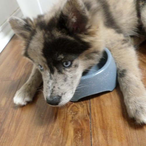 Meet Dany, a 9 week old Pomsky (Pomeranian-Husky Cross) who enjoys looking adorable while causing tr