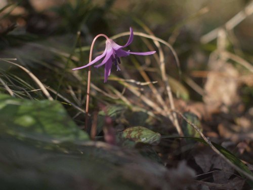 Early flowers in spring: Erythronium japonicum.  A nodding starlet in pale elegant purple.