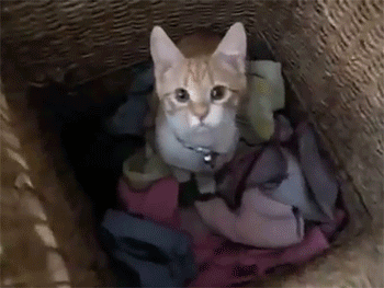 sizvideos:  Cat Helps with the Laundry - Video 