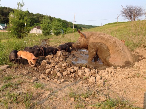 compulsivefarmer: Matilda trying to enjoy a mud bath, but being interrupted by her kids.