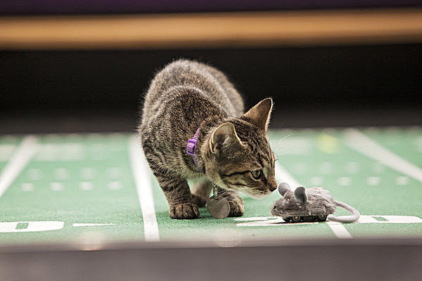 phototoartguy:  Meow: It’s the inaugural Kitten Bowl Marc Lemoine / Crown Media