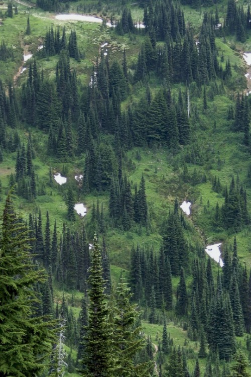 upclosefromafar: expressions-of-nature: Tree Clones by Carolyn ~My Hidden Nirvana~