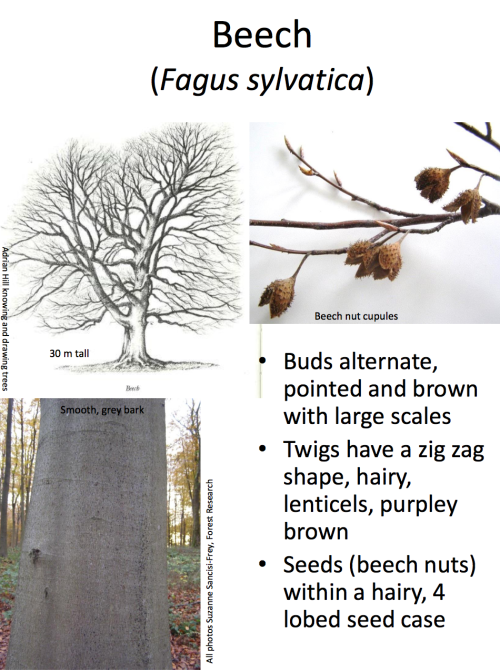 theleafguy: Tree Identification Guide Part 1 From “Identifying Broadleaved Trees in Winte