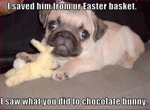 Funny happy easter bunny