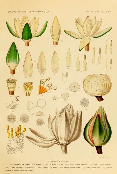 wapiti3:The waterlilies: a monograph of the genus Nymphaea ; By Conard, Henry Shoemaker, 1874- on Fl
