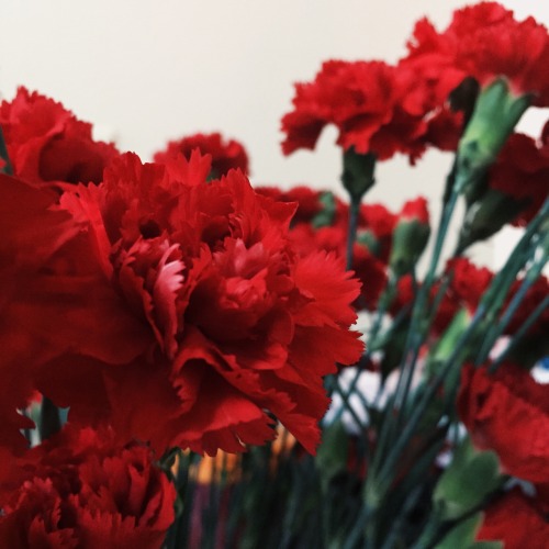 ghcstking: every lunar new year, my parents buy a bunch of these flowers and put them around the hou