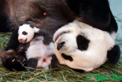 giantpandaphotos:  Yuan Yuan and her cub