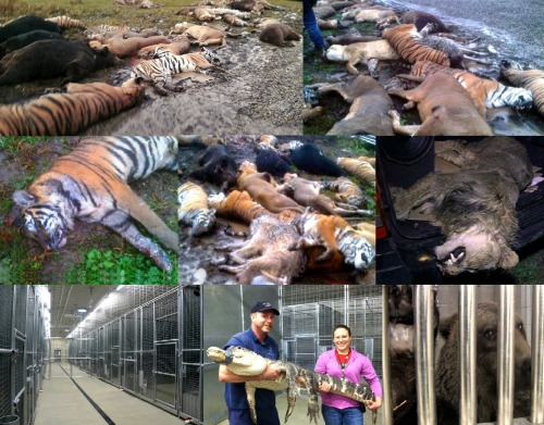 livingwithfoxesblog:  My exotic animal friends in Ohio need all the help they can get! Please, regardless if you’re against or for exotic animal ownership, you have to do something, because killing animals without giving their owners any chance to save
