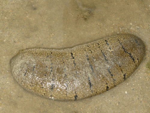 REMOVING SEA CUCUMBER IS A MISTAKE FOR SHALLOW COASTAL WATERSSea cucumbers play an important role in