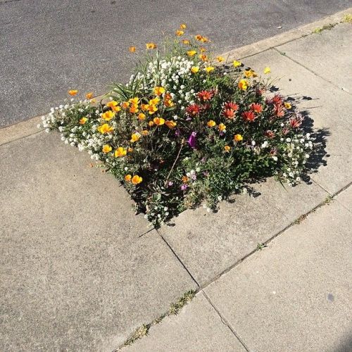 gypsylolita:Street Garden