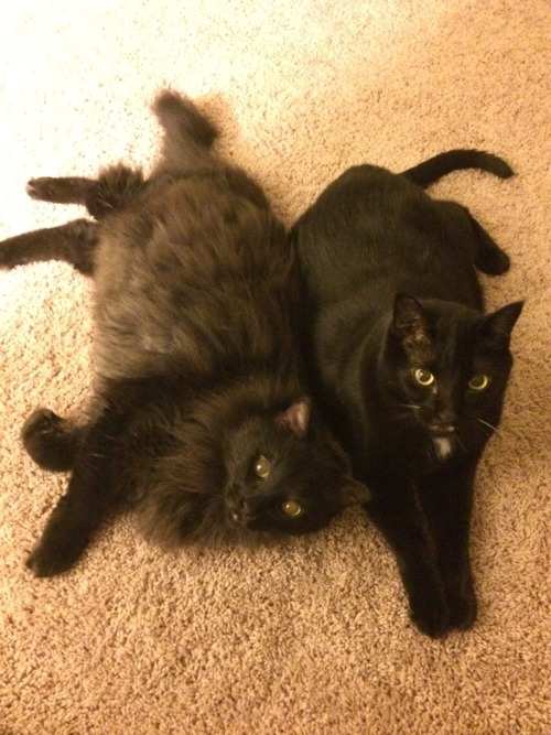 catsbeaversandducks:  Happy Black Cat Appreciation Day!Photos via Black Cats on Reddit