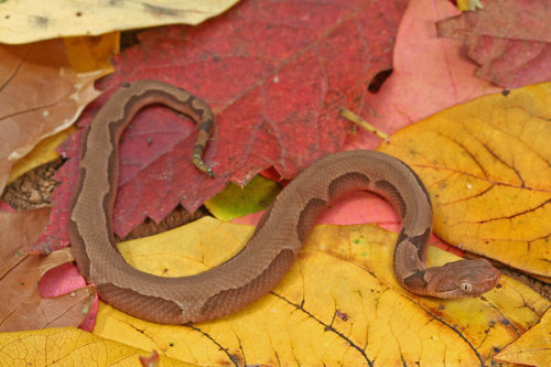 exotic-venom:Agkistrodon contortrix phaeogaster (Osage Copperhead): a neonate with an aberrant patte