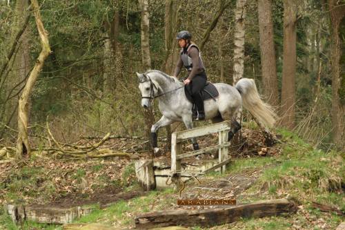 El Ninjo 2007 grey stallion (Emiliusz x Claudiaa) Pedigree.  El Ninjo Arabian St