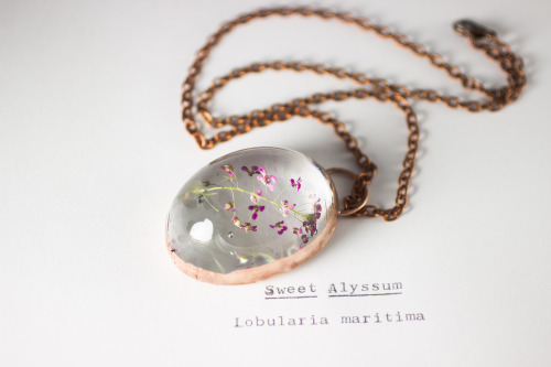 Sweet Alyssum (Lobularia maritima) Instagram|Twitter