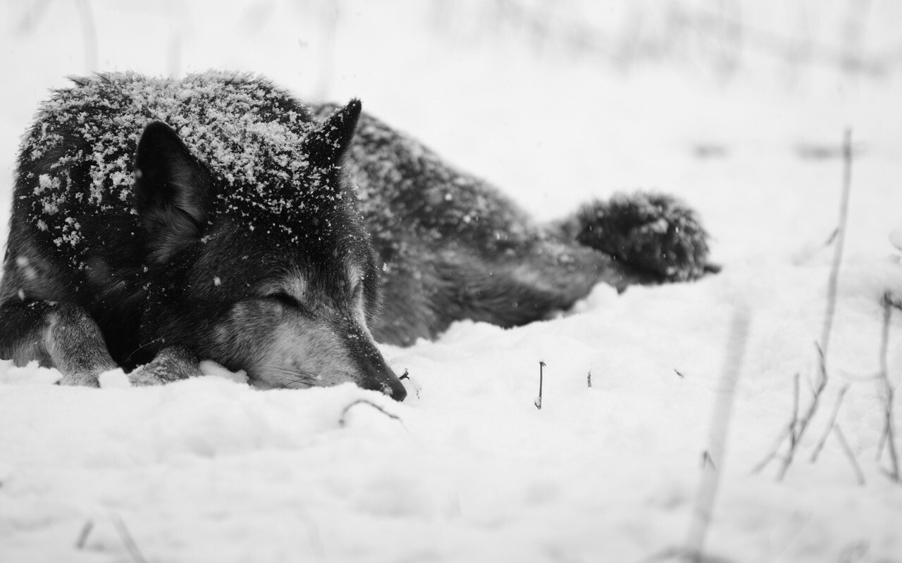 obliviousghost:  Edit 