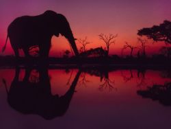 magicalnaturetour:  African Elephant, BotswanaPhotograph