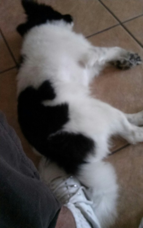 Look at my lazy dog all he does is eat sleep take it dump tell me what you think of my dog anyone he