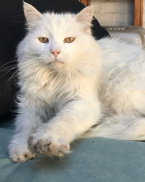 Sunday&rsquo;s cat pics ! Today is ヨヨちゃん ❤️ #cat #catpics #whitecat #kitty #chat #chatblanc #猫 #白猫 #