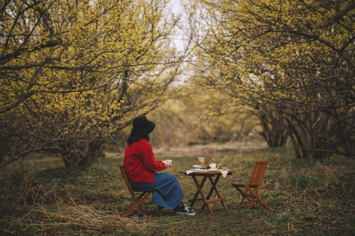 2022-03-20Spring, Cornus officinalisCanon EOS R3 + RF50mm f1.2LInstagram  |  hwantastic79vivid